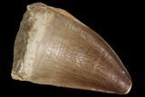 Mosasaur (Prognathodon) Tooth #87627-1